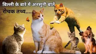 Amazing facts about cat in Hindi,cat in Hindi, interesting cat information, @stubbornfacts @facts