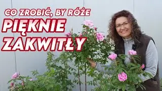 Na co zwrócić uwagę, by róże pięknie zakwitły? || Rozaria.pl