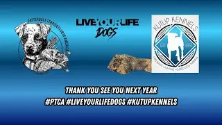 Patterdale Terrier Event BY Kutup Kennels & The PTCA Live Hunting Competition/Event video recap