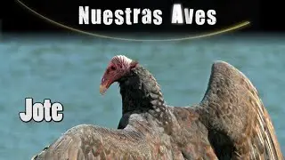 JOTE -  - Serie Nuestras Aves