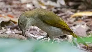 Golden Bowerbird -   Photography in Hypipamee National Park.