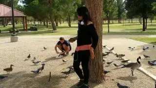 Hand Feeding Birds and Canada Geese at Sunset Park (Las Vegas, Nevada)