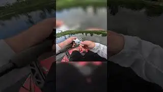 Bass DESTROY Wacky Rigs! #fishing #fishingvideo #bass #fishvideo #fish