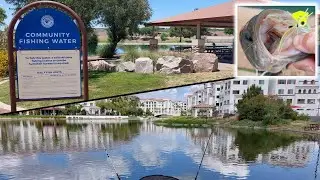 Arizona Urban Fishing for Bass, Trout, Carp, and Catfish! (New PB!)