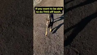 Off leash freedom