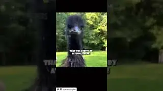 Funny ostrich#asmr#  viral  shorts#grazing animals#gun shot ostrich