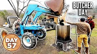 Building a Homestead in 100 Days - Day 57