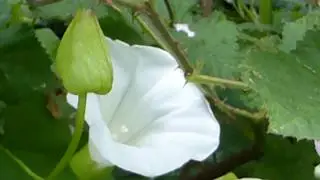 Hedge bindweed - Calystegia sepium  - Mar&iacute;uvafklukka - Vafningsklukka - Sk&oacute;garplanta - Vafningsjurt