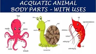 Acquatic animals Body parts | Water animal | Fish | crab | Octopus | Snail | Shrimp | Kids Education