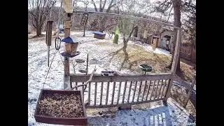 FLX Swallowpad | Live Backyard Bird Cam &ndash; Finger Lakes Region