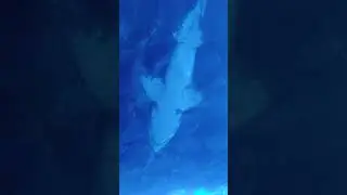 A shark gliding overhead in a glass tunnel #shark #aquarium #dubai