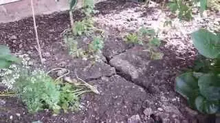 Heavy Clay Soil Cracks Up