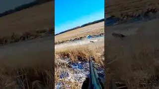 лиса быстро бегает охота отличная короткая fox fast running hunting great short
