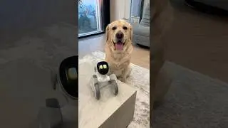 Роботы заменят собак?🐶