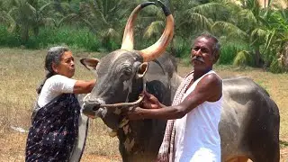 Senior citizens Handling Furious Jallikattu Bull, JCS Maruthi, Banashankari Express