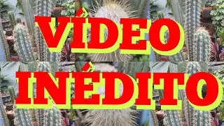 INÉDITO: Cacto CABEÇA de VELHO vai FLORIR!😮 CACTO Colunar!