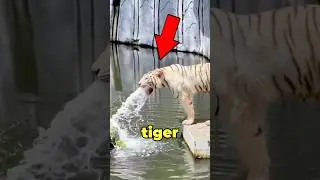 Больной Белый Тигр 😢