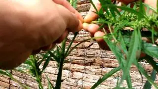 Supercropping