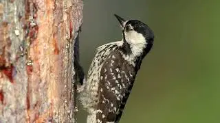 NC Wildlife: Red Cockaded Woodpecker Conservation