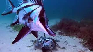 Long snouted boarfish!