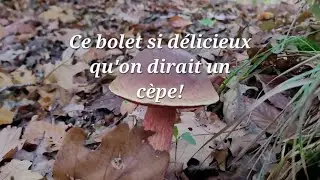 Le bolet à pied rouge tout aussi bon que le cèpe @onestcequonmange