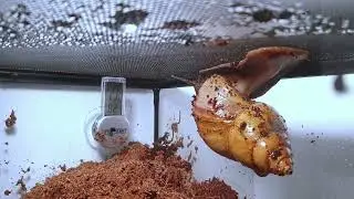 Giant African Land Snail Timelapse - Act 20