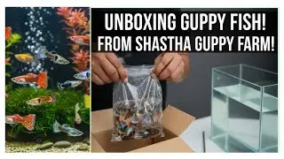 10 pair guppy fish leli | Shastha Guppy farm review and quality check ✅️