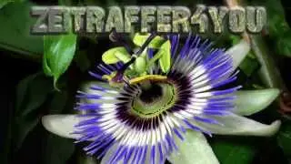 Passionsblume Passiflora caerulea Timelapse Zeitraffer passion flower