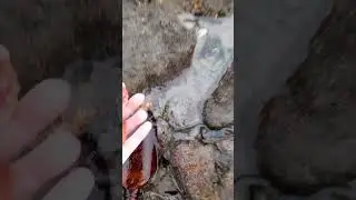 Lucky Find tiktok olivegardenau