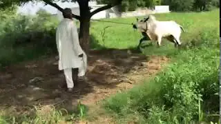 Angry dhani bull ... Out Of Control || White Beauty