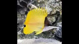 Forcipiger flavissimus