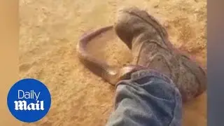 Tiger snake tries to climb up man's pants - Daily Mail