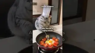 Chef Cat's Tomato Adventure 🍅😸 #chefcat #tomato #cat #shortfeed