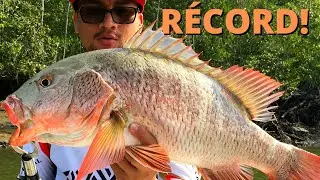 APRENDE C&oacute;mo se  PESCA PARGO ROJO con [CAMAR&Oacute;N] Artificial❓