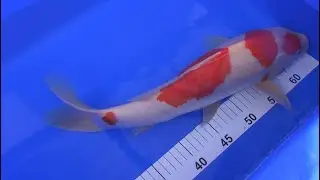 T.K.P. Telford Koi Pond - Video 44 - NEW KOI!!! and Releasing the Grow-on Fish into the Main Pond.