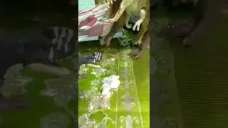 apica para un un trabajo