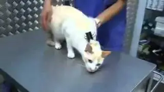 Как деактивировать кота