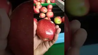 best pollinator apple variety .Episode _ 101