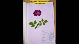 Herbarium file collection of floweringplants 🌿🌺🥀  #shorts #shorts #youtubeshorts   #naturebeauty 🌏