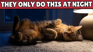 When Your Cat Is Truly Happy, This Happens at Night