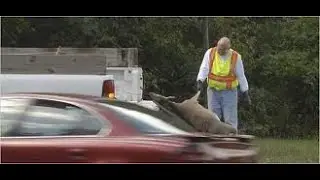 DEAD ANIMAL REMOVAL MARLBORO - MANALAPAN - MORRIS COUNTY NJ - (732) 664-5667