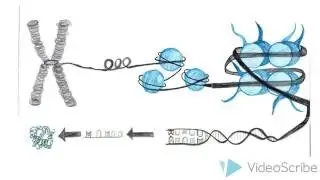 Epigenetics: The genetic impact of famine