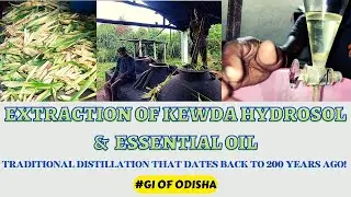 #Hydrosol Distillation Traditional #మొగలిపువ్వు #தாழம்பூ #ಕೇದಗಿ #केवड़ा #କେତକୀ ଫୁଲ #Screwpine #Ruh