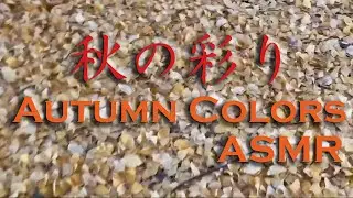 秋は音を楽しむサクサク散歩　黄葉と紅葉｜Autumn Walk ASMR｜Crunching Ginkgo Leaves & Gentle Forest Colors