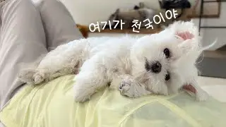 그분 손길에 극락가는 강아지