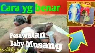 DOYAN BANGETTT || Cara merawat anak musang pandan|| Makanan bayi musang|| auto jinak bangett 😍😍😍