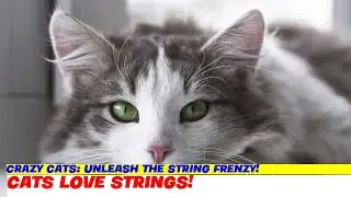 Crazy Cats: Unleash the String Frenzy!