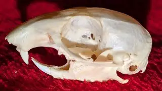 Eastern Chipmunk Skull Unboxing | The Skull Seeker