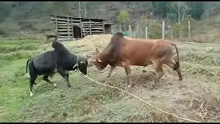 Turbo🆚Thoh dong |Iatur masi | Pyntest kai para ba dung jing ihun