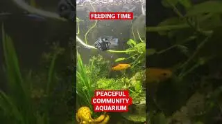 FEEDING TIME - PEACEFUL COMMUNITY AQUARIUM #shorts #fishtank #shortsfeed #aquarium #fish #pets